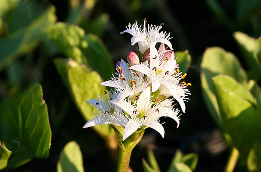 Fieberklee Wasserpflanze Schwimmteich