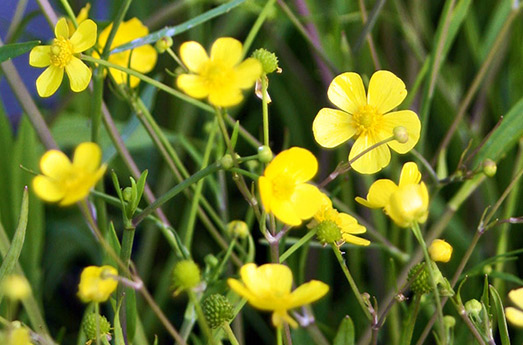 Brennender Hahnenfuß Wasserpflanze Schwimmteich