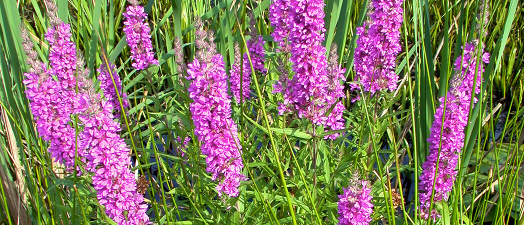 Lythrum salicria