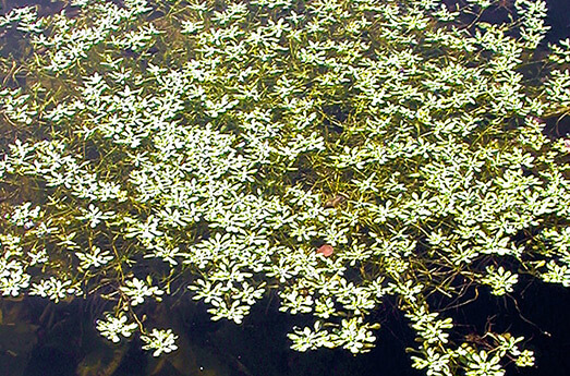 Wasserstern Wasserpflanze Schwimmteich