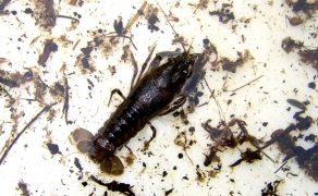 Amerikanischer Flusskrebs (Orconectes limosus)