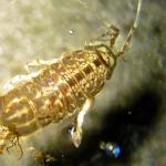 Wasserassel (Asellus aquaticus)